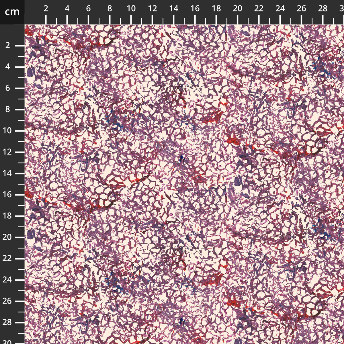 PWDB079.PLUM.jpg